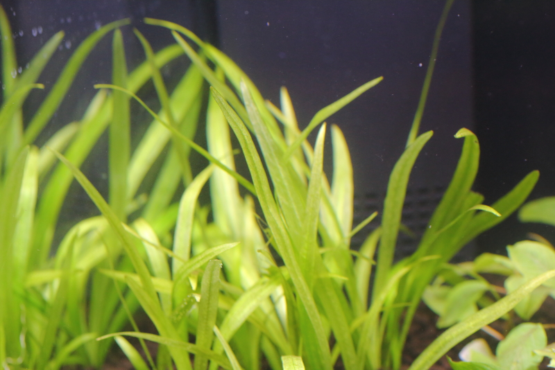 植栽から1日目　チェーンアマゾン